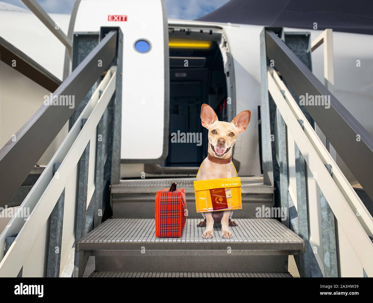 Chihuahua cane con bagagli borsa pronto a viaggiare come animali in cabina  in piano o in aereo come un passeggero, per le vacanze estive Vacanze Foto  stock - Alamy