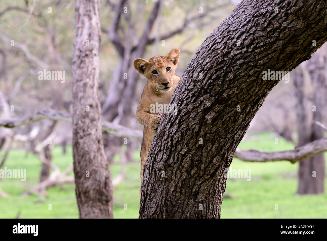 Lion cub di arrampicarsi su un albero con qualche difficoltà Foto Stock
