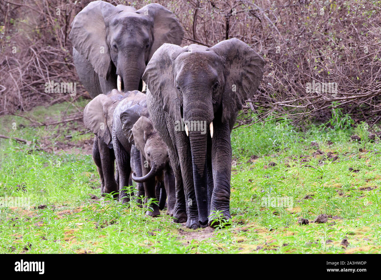 Gli elefanti africani in una riga Foto Stock