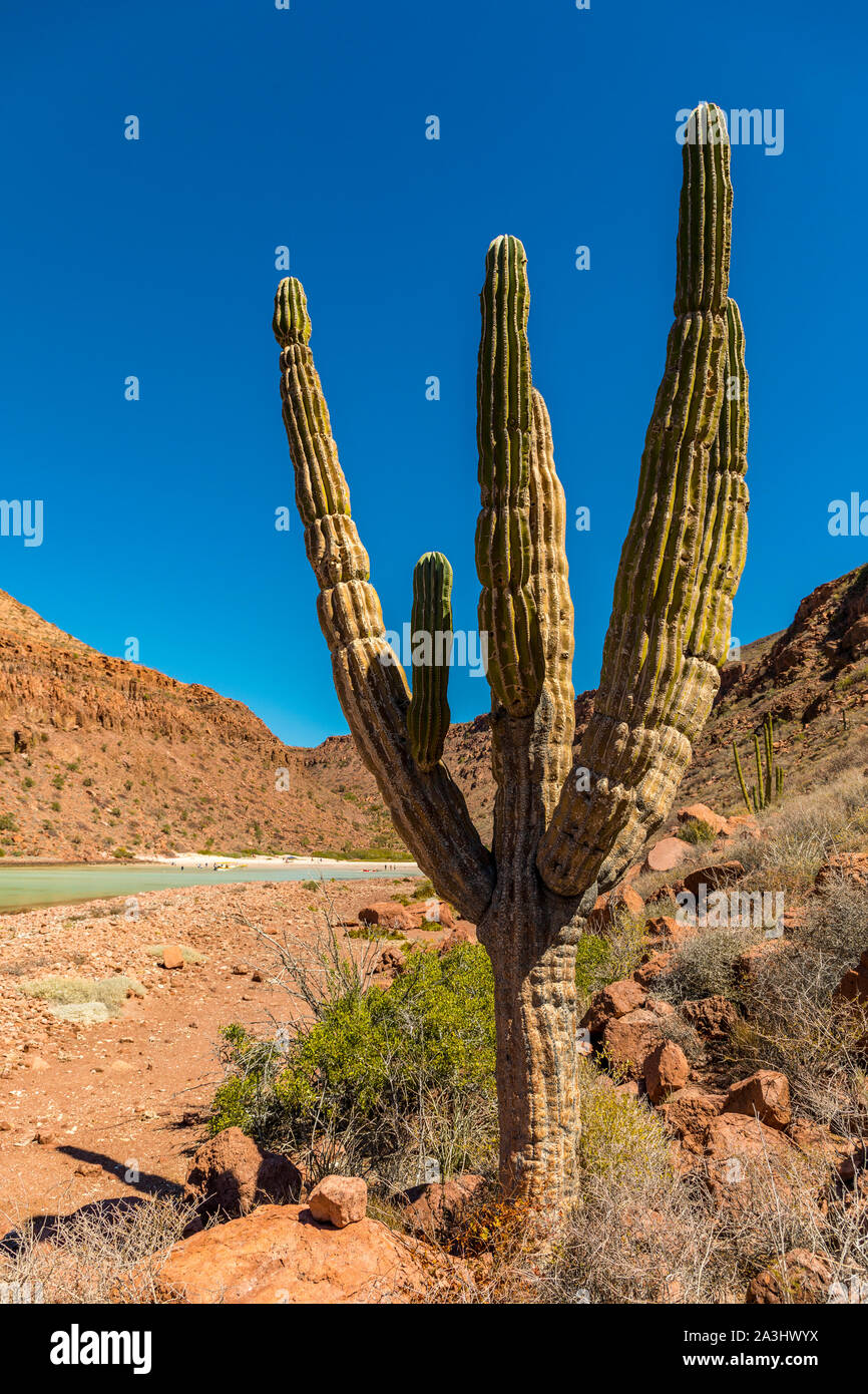 Cardon cactus sull isola di Espiritu Santo nel Golfo di California fuori della penisola della Baja California, Messico Foto Stock