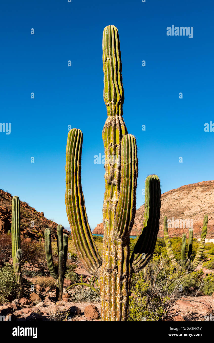 Cardon cactus sull isola di Espiritu Santo nel Golfo di California fuori della penisola della Baja California, Messico Foto Stock