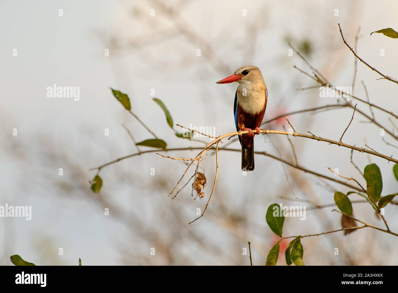 Testa Grigia kingfisher sulla sua persico nel bush africano Foto Stock