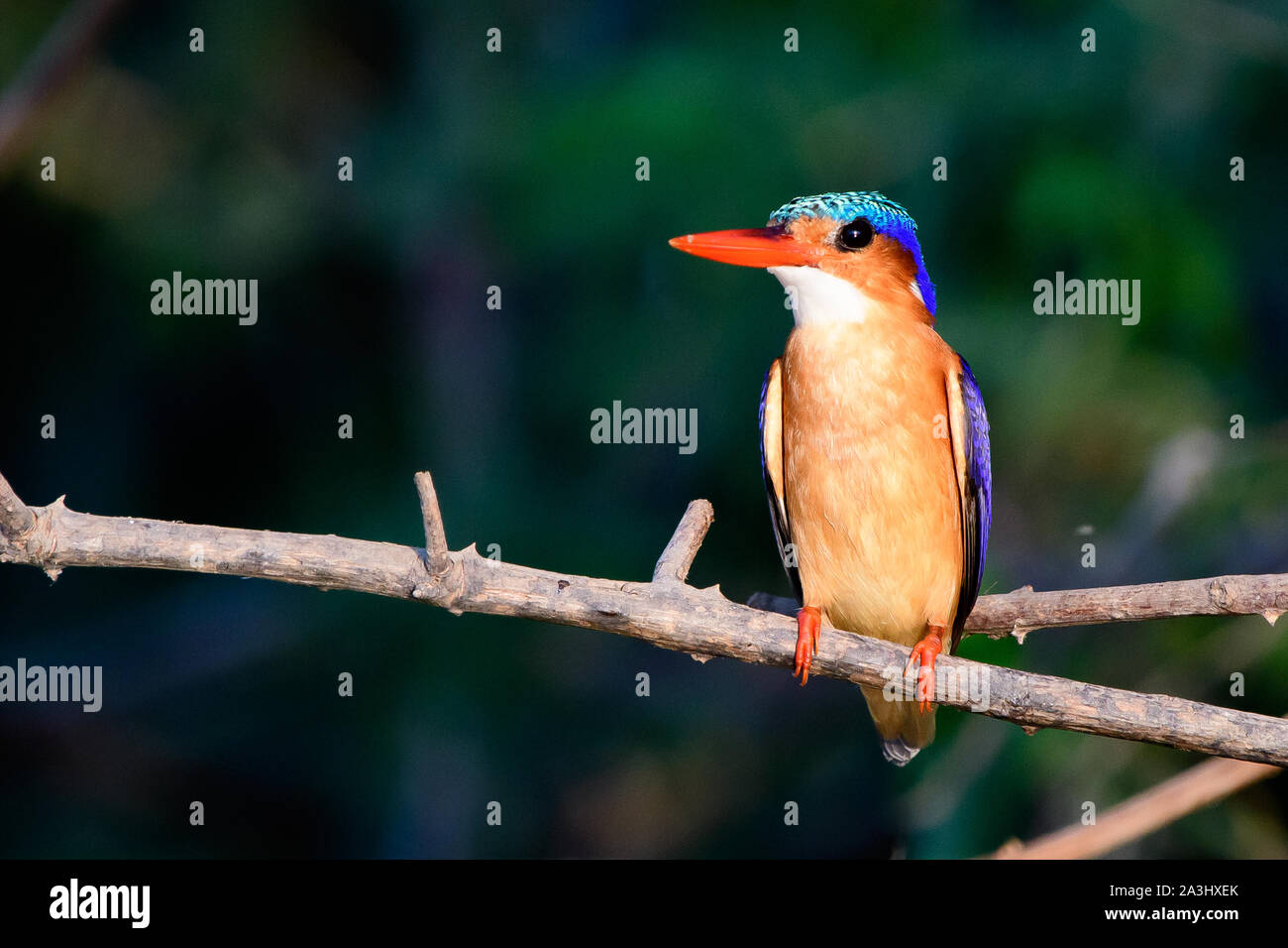 Malachite Kingfisher appollaiato su un ramo Foto Stock