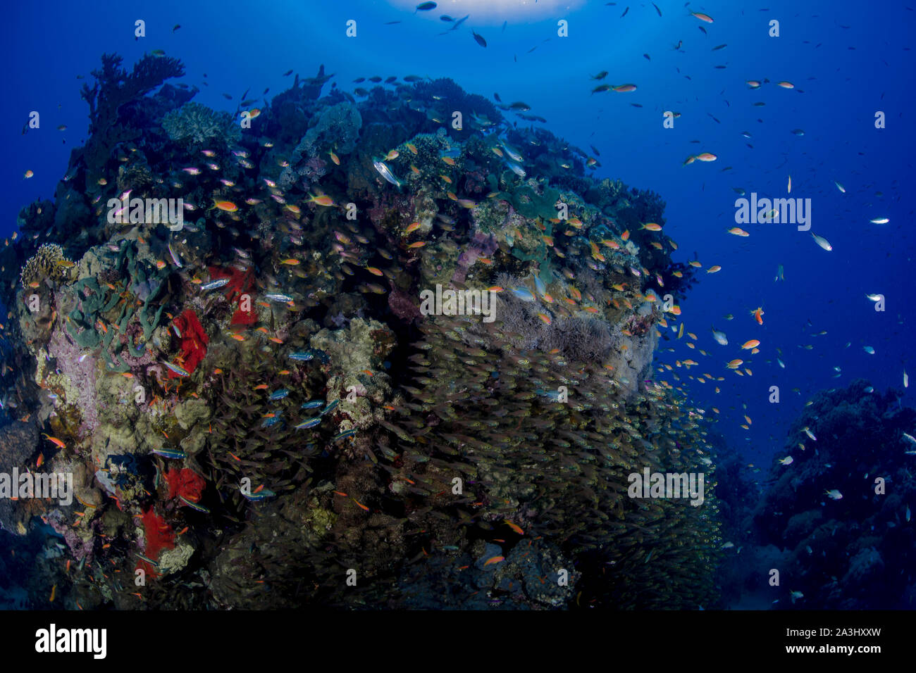 Scuba diving, Makadi Bay, Egitto Foto Stock