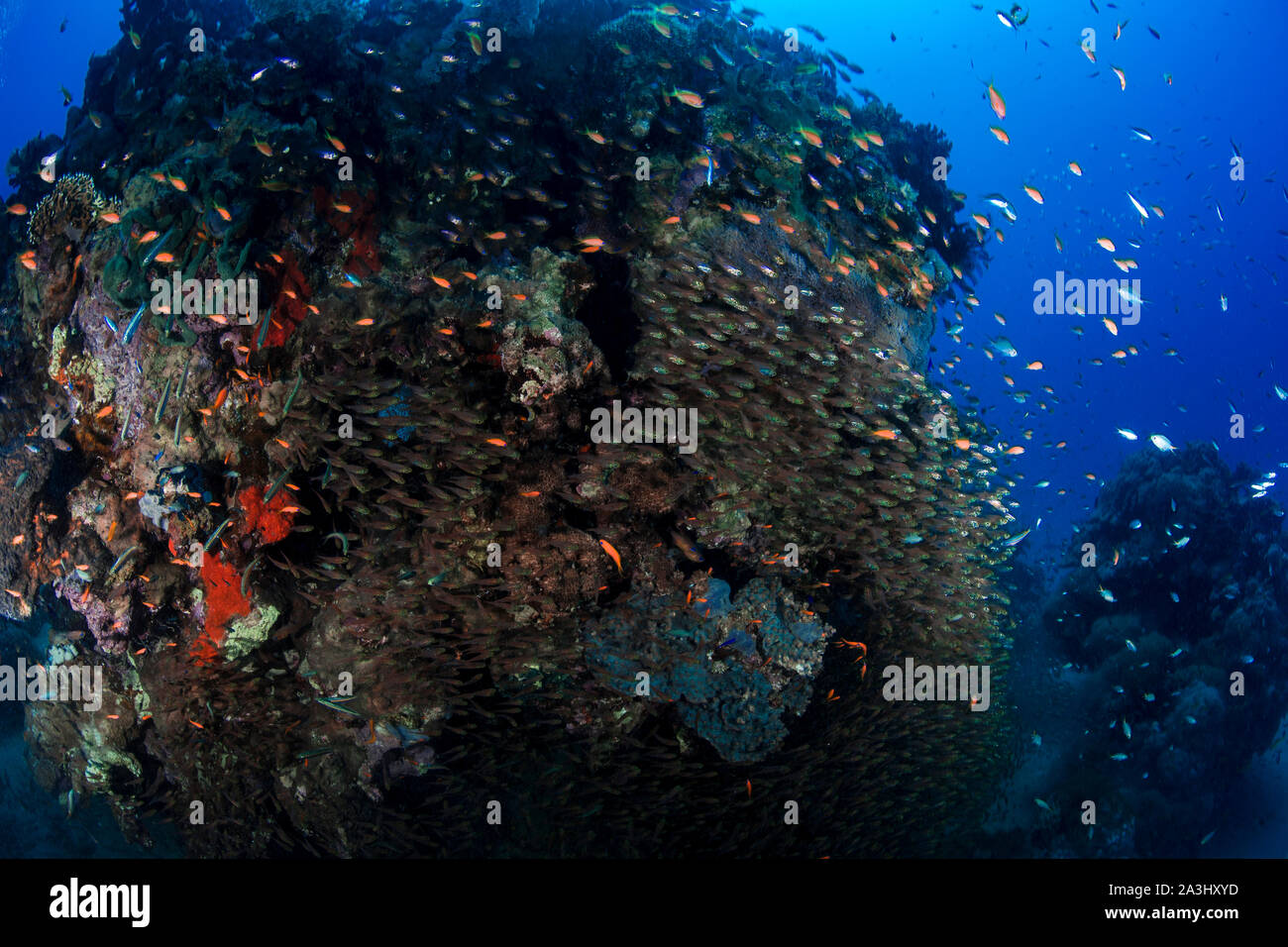 Scuba diving, Makadi Bay, Egitto Foto Stock