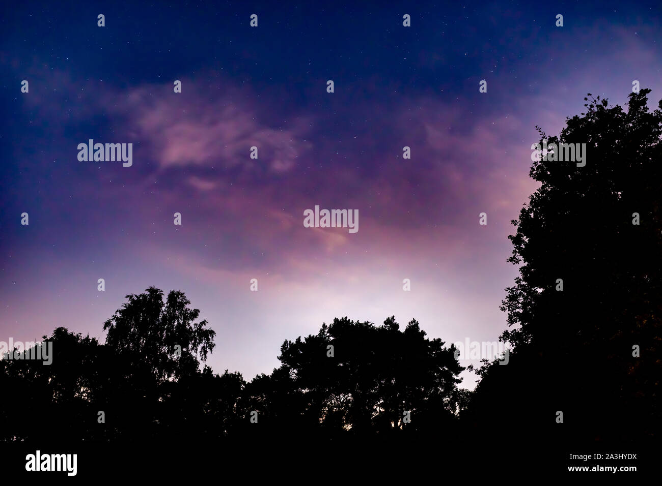 Fotografia a colori del viola cielo notturno con un albero alto silhouette a fondo, preso in "Delph boschi, Poole, Inghilterra. Foto Stock