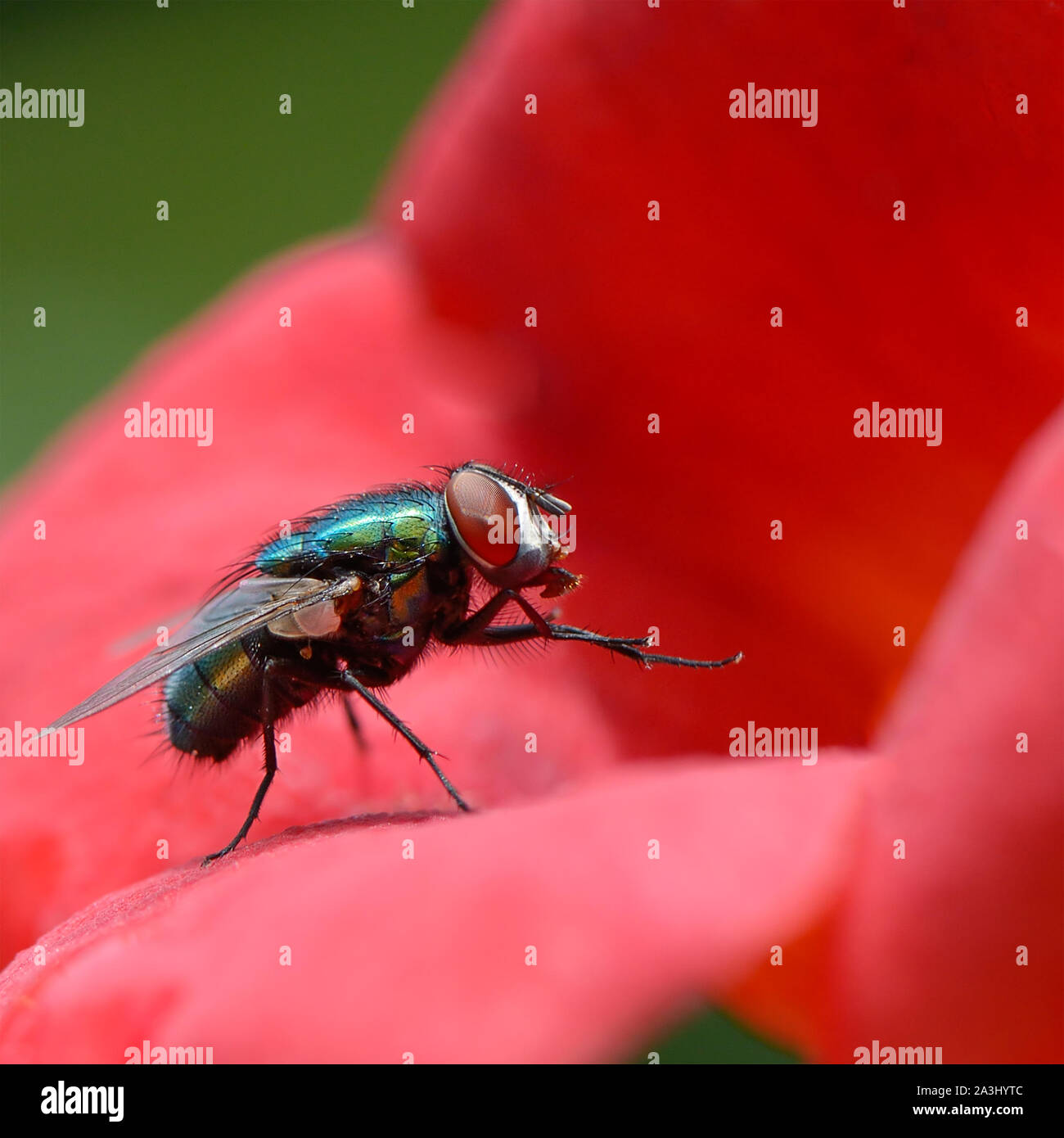 Grande molto bella mosca carnaria sul fiore rosso Foto Stock