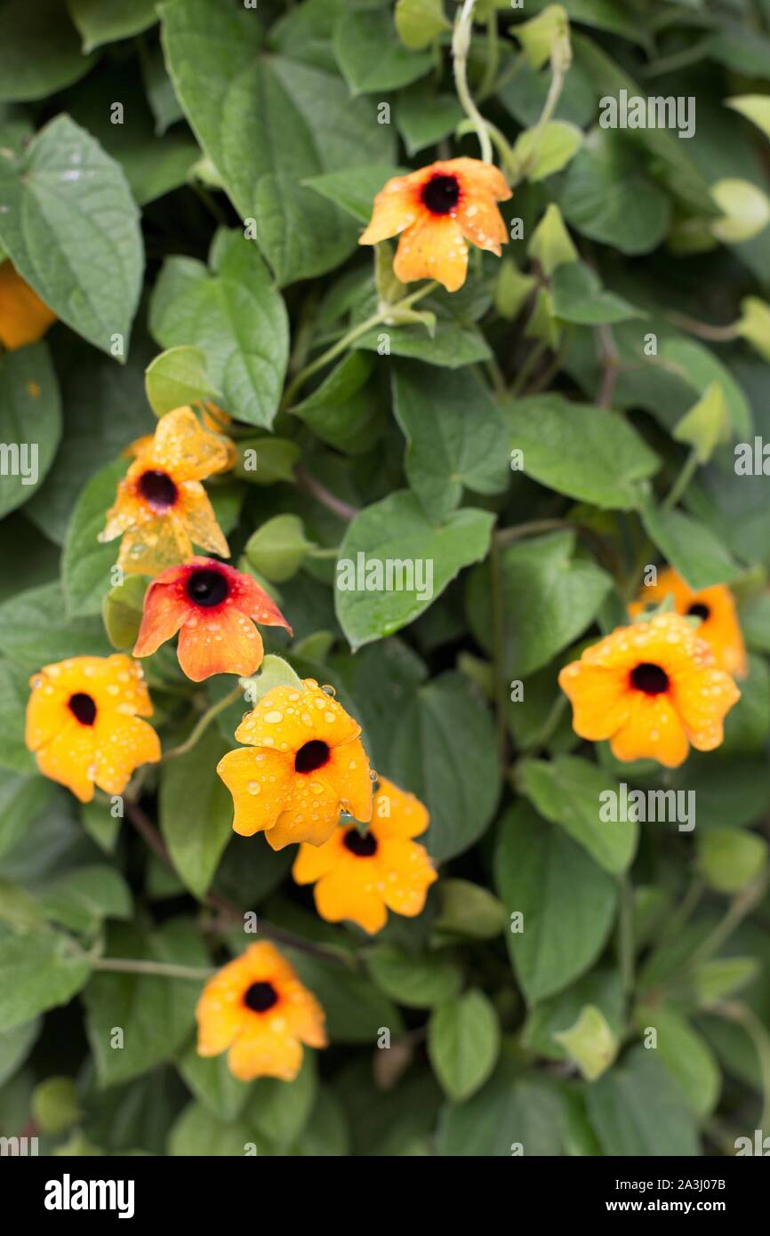 Thunbergia alata 'Sunny Suzy Bruno" black eyed susan fiori. Foto Stock