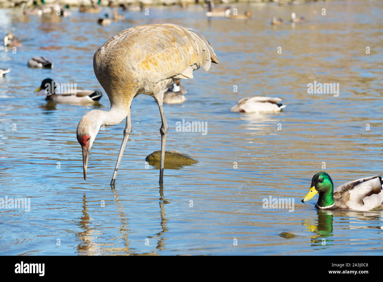 Sandhill gru uccello (Grus canadensis), 9 mesi di età. Foto Stock