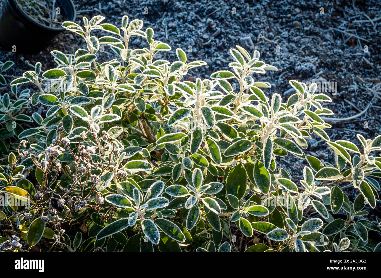 Foglie sempreverdi di Brachyglottis Senecio Sunshine smerigliati in gennaio nel Regno Unito Foto Stock