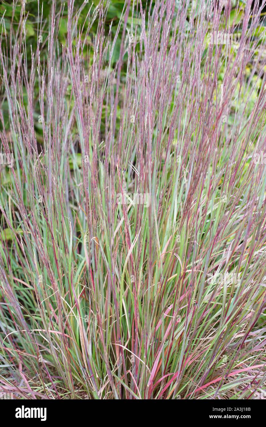 Schizachyrium scoparium 'MinnblueA" blu cielo poco bluestem erba. Foto Stock