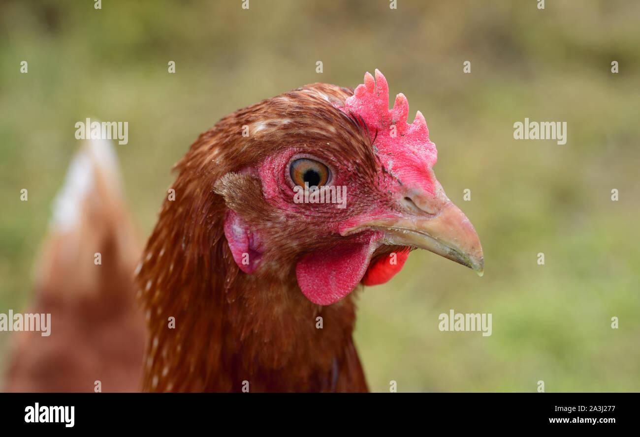 Ritratto laterale di un pollo marrone nella parte anteriore di un prato verde al di fuori Foto Stock