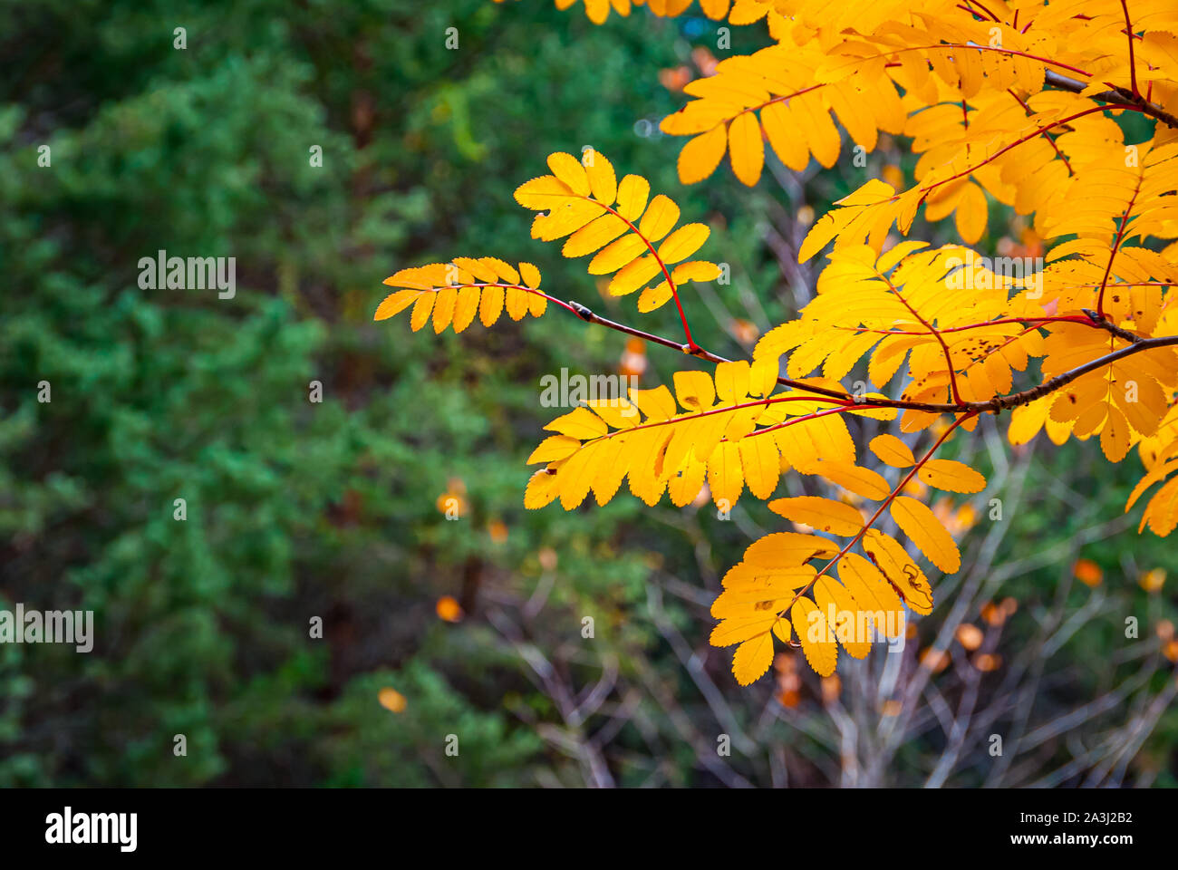 Giallo intenso arancione le foglie in autunno Foto Stock