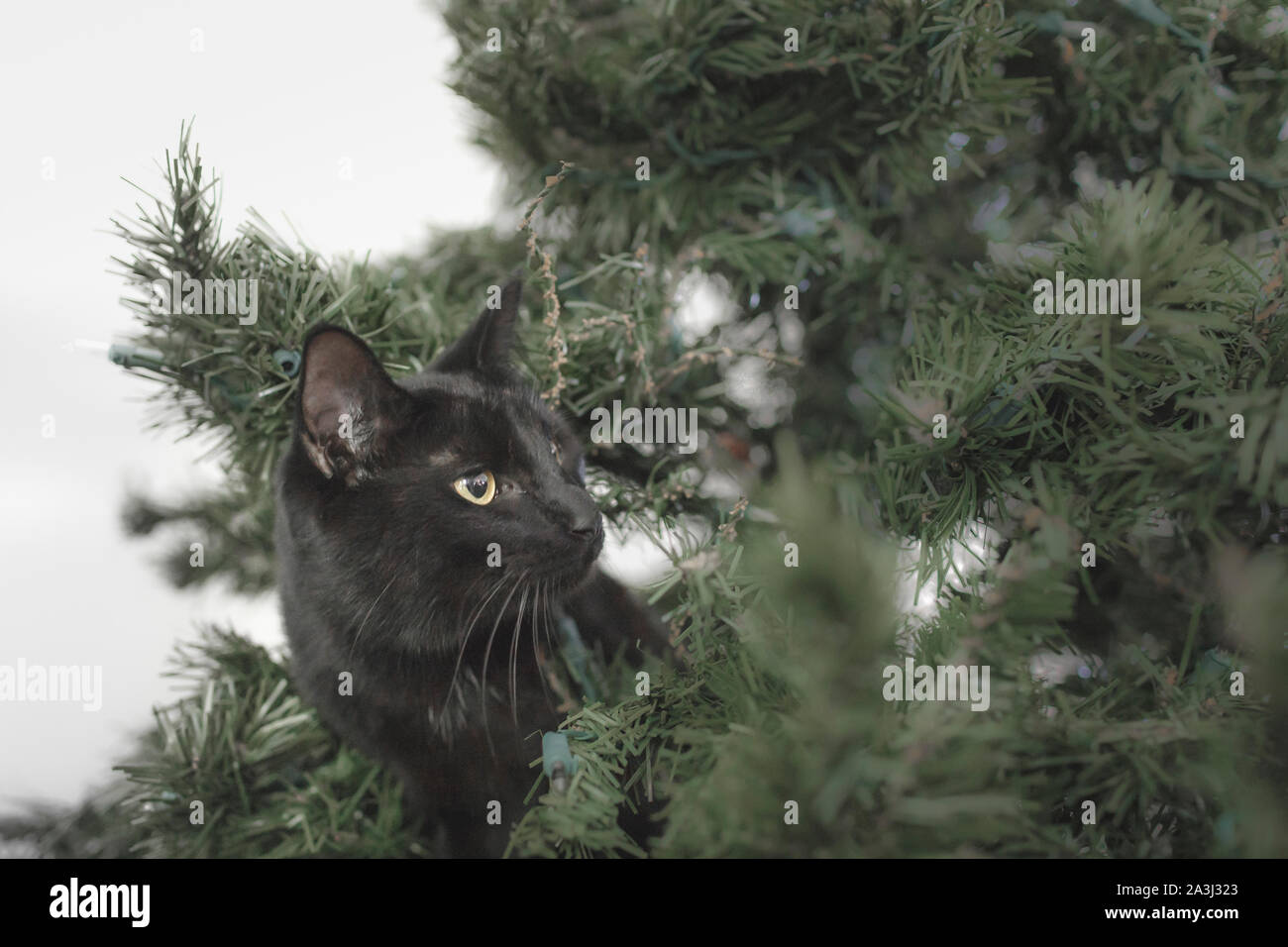 Elegante gatto nero nella struttura ad albero di Natale senza decorazioni Foto Stock