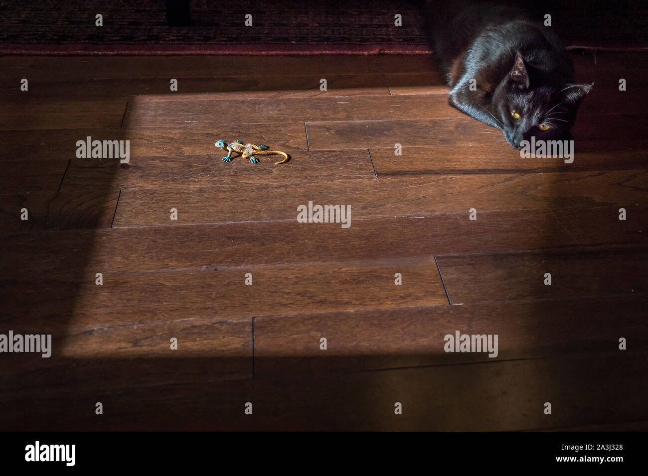 Gatto nero stocchi lucertola giocattolo in patch di luce cruda su pavimenti in legno Foto Stock