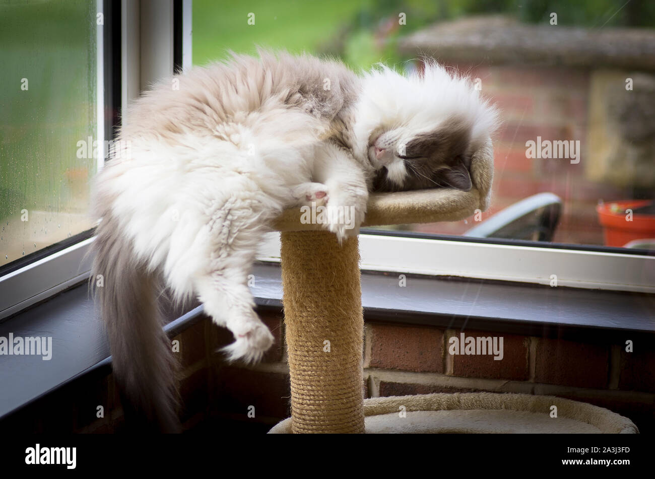 Pedigree gatto Ragdoll addormentato aloft sulla sommità del suo gioco tower interni nel Regno Unito Foto Stock