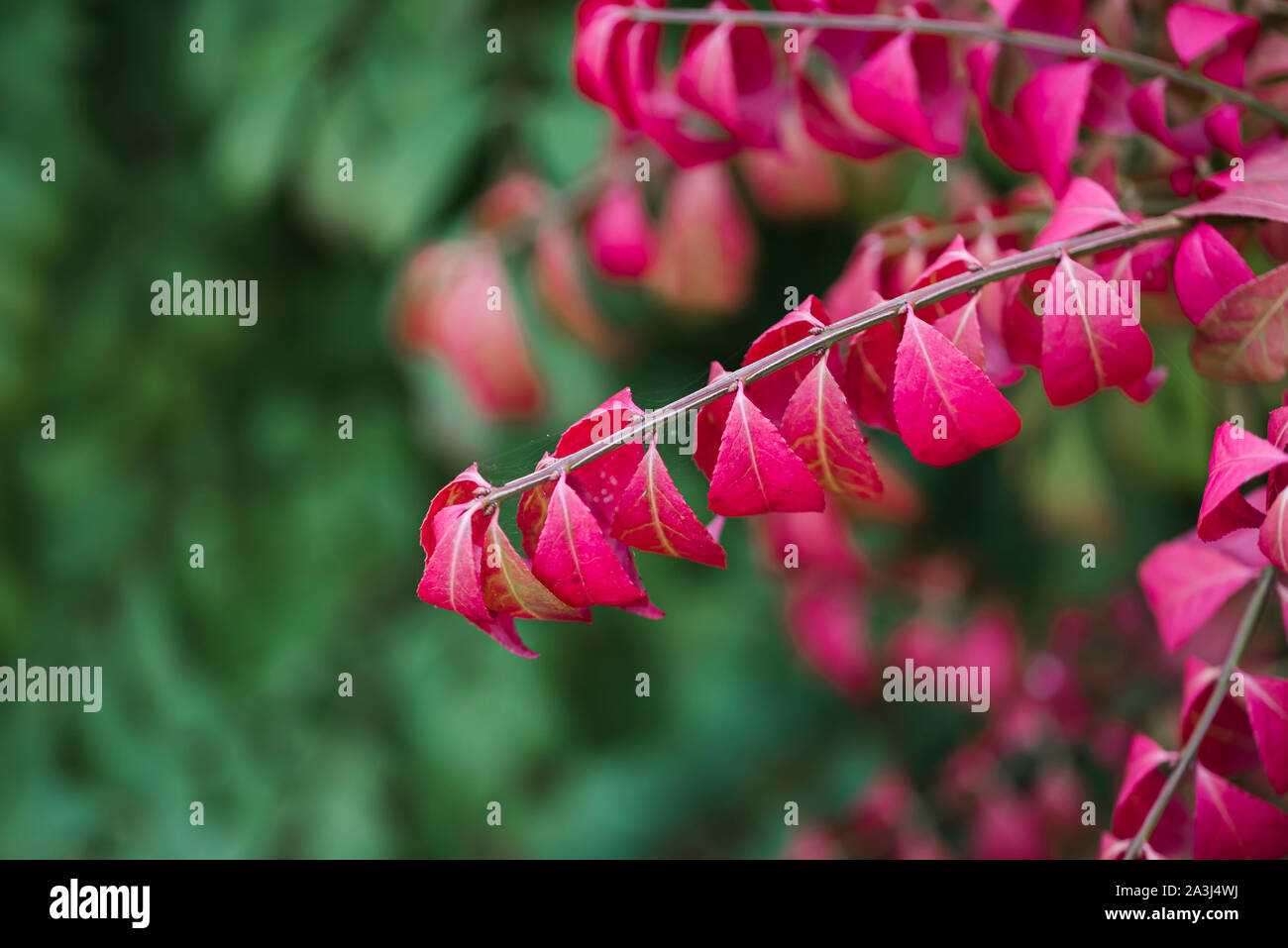 Primo piano di foglie rosse di Euonymus roveto ardente arbusto in autunno. Foto Stock