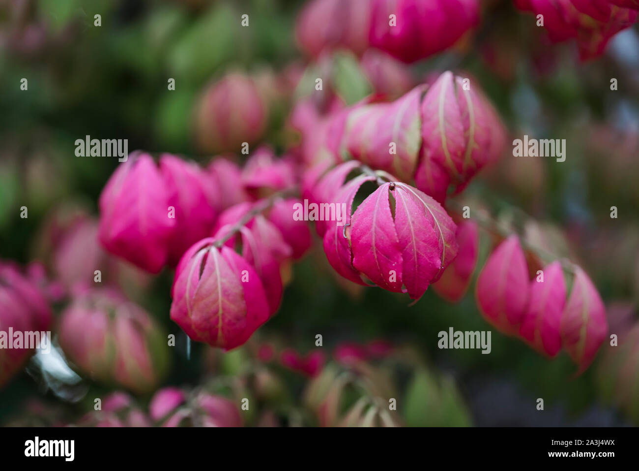 Primo piano di foglie rosse di Euonymus roveto ardente arbusto in autunno. Foto Stock