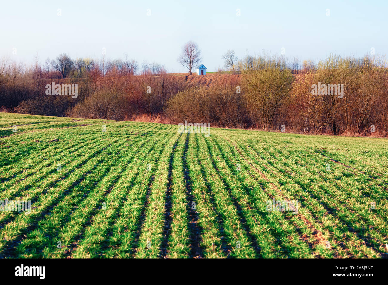 Righe verdi del giovane grano su agricoltura moravo campo in primavera. La piccola cappella sullo sfondo. Repubblica ceca Foto Stock
