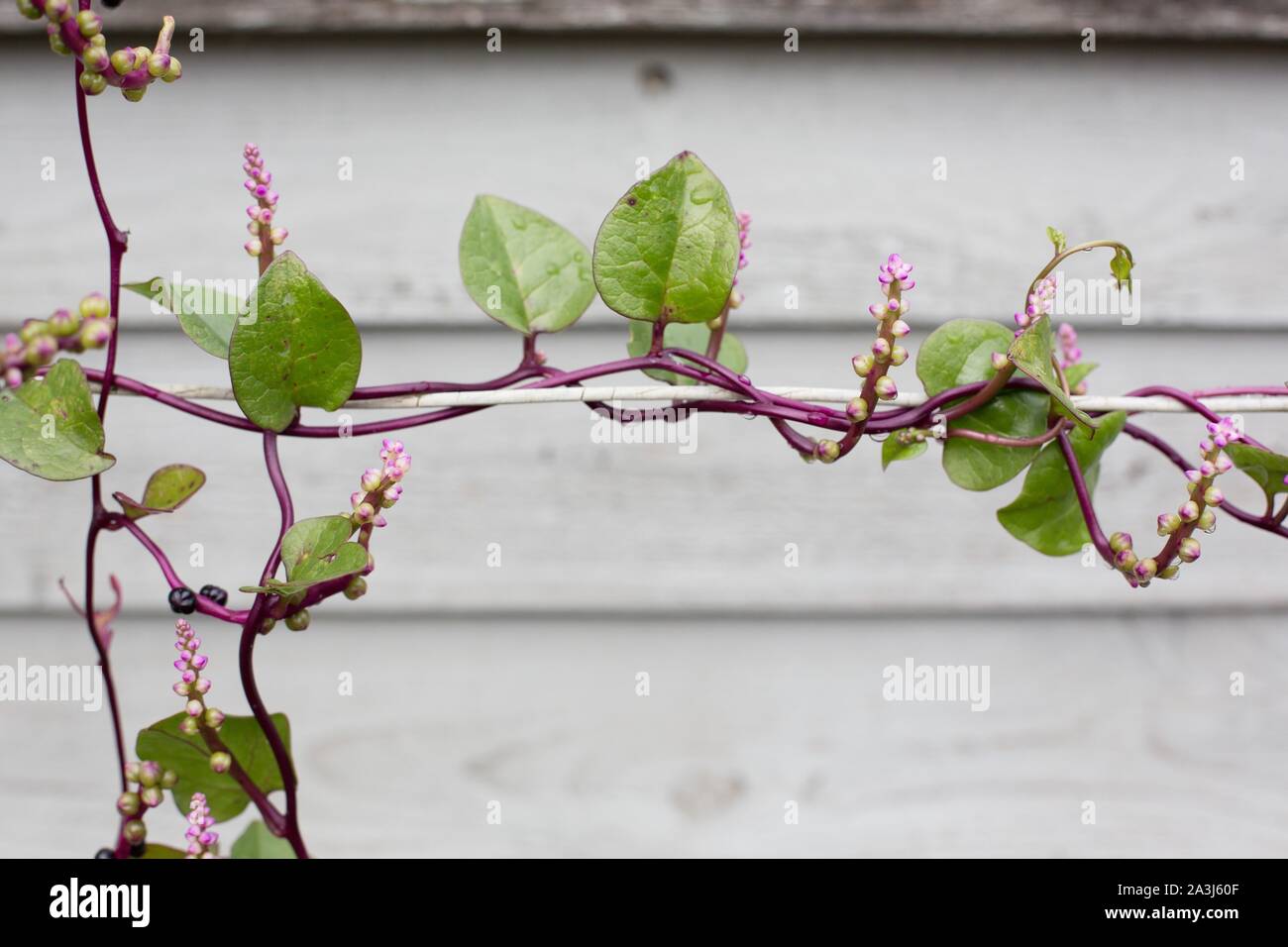 Basella alba 'Rubra' vitigno. Foto Stock