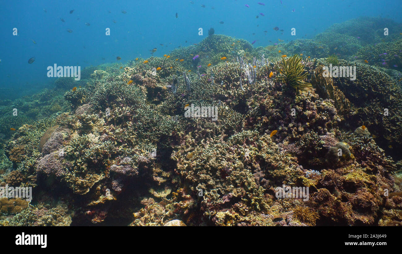 Tropical Coral reef. Underwater pesci e coralli. Camiguin, Filippine. Foto Stock