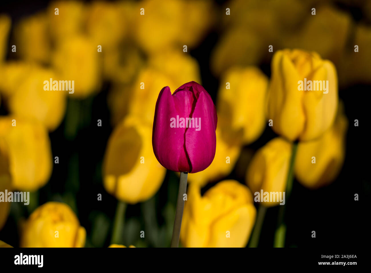 Tulipano viola sullo sfondo giallo tulipani Foto Stock