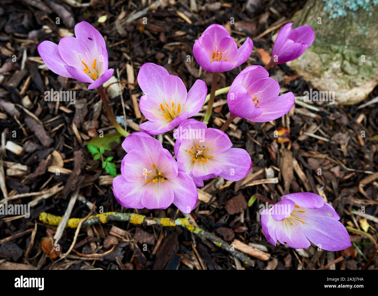 Vivid pink croco d'Autunno fiori che scaturisce dal suolo su un autunno giornata di sole. Foto Stock