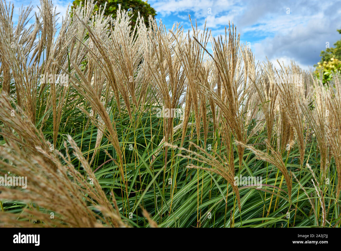 Un close-up immagine di erba lunga delicatamente in soffiaggio la brezza in un giorno d'estate. Foto Stock