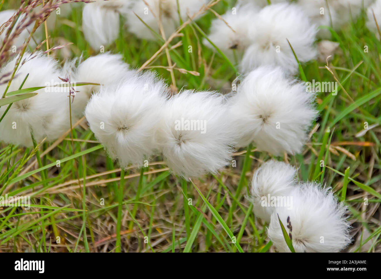 Eriophorum Teste di seme ondeggianti nel vento, Longyearbyen, Svalbard, Norvegia Foto Stock