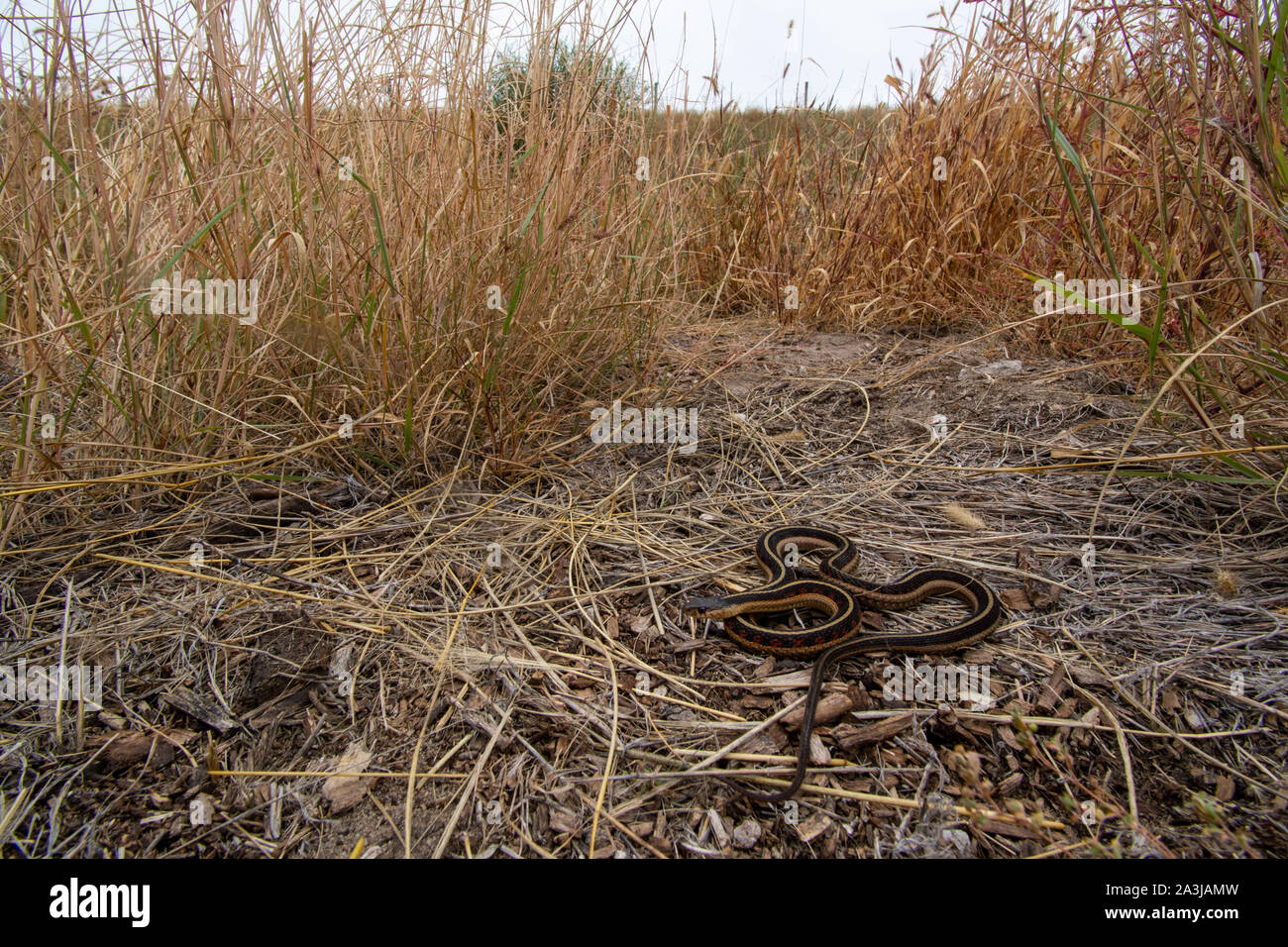 Red-sided Gartersnake (Thamnophis sirtalis parietalis) da Yuma County, Colorado, Stati Uniti d'America. Foto Stock