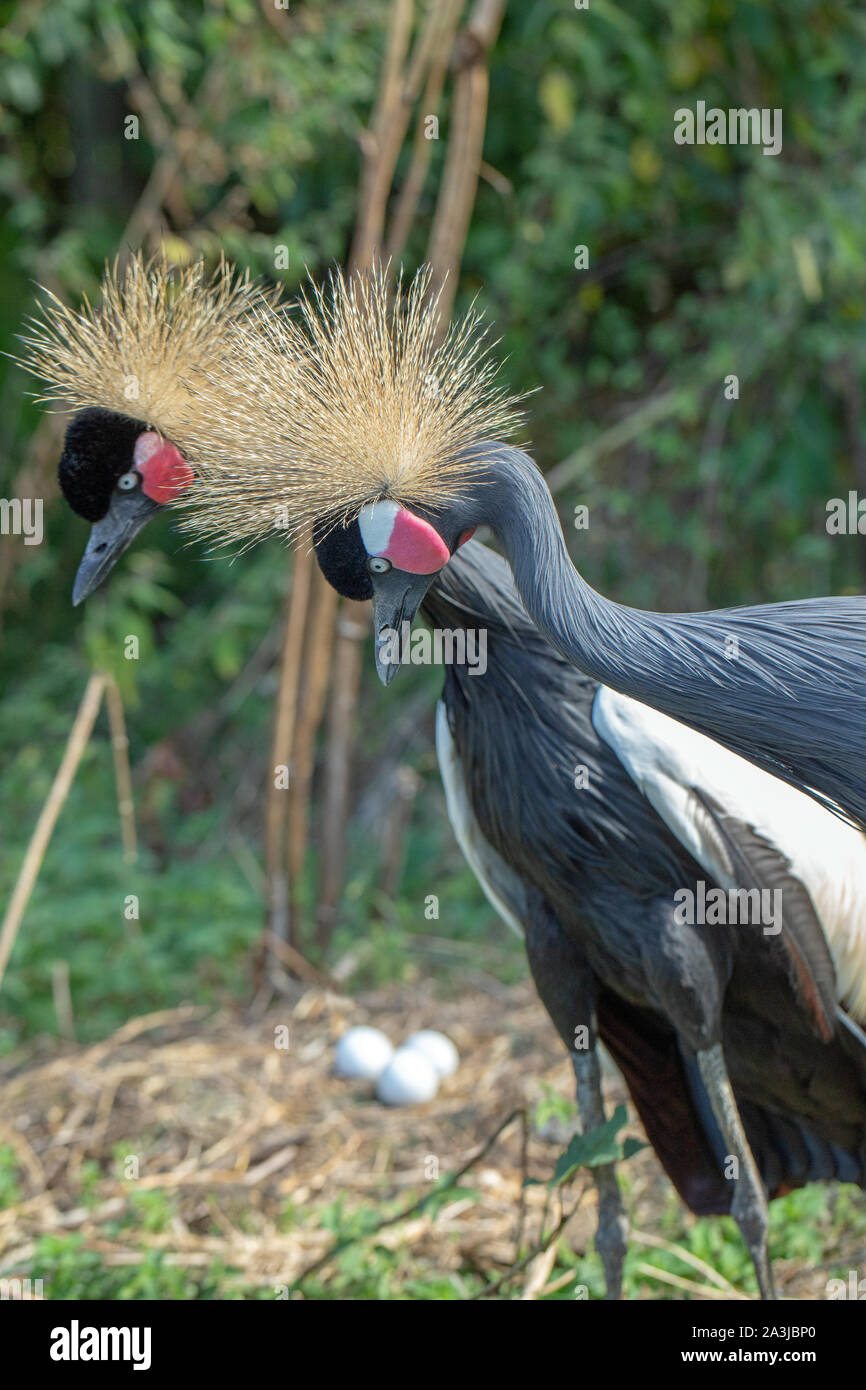 Nero, nero-cervice o West African Crowned Crane (p. Balearica pavonina). Coppia, in piedi accanto a loro nido contenente un tipico innesto di te le uova. Foto Stock