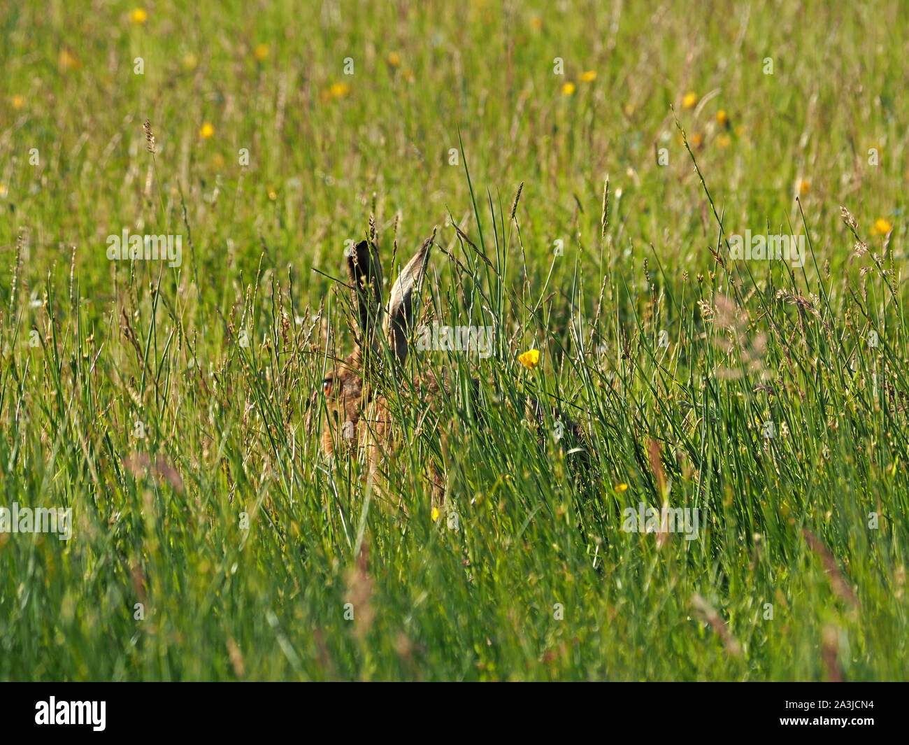 Nascondere la lepre - marrone lepre (Lepus europaeus)solo appena visibile con glinting golden eye come si nasconde in un prato campo di erba lunga in Cumbria,l'Inghilterra,UK Foto Stock