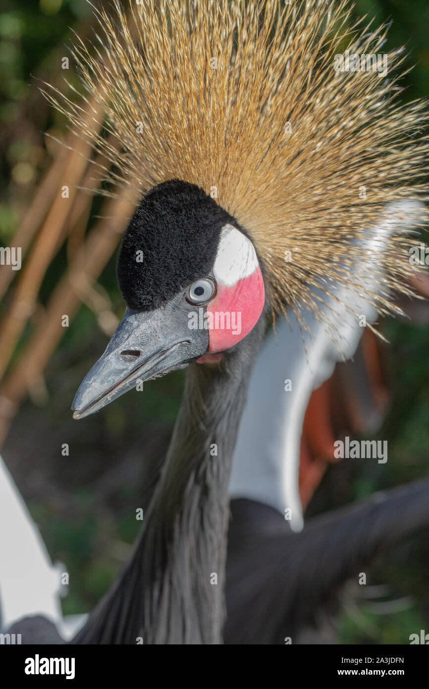 Nero Crowned Crane (Balearica pavonina). In prossimità della testa. I dettagli del viso. Occhio, Bill, becco, corona o cresta. Contatto con gli occhi. Foto Stock