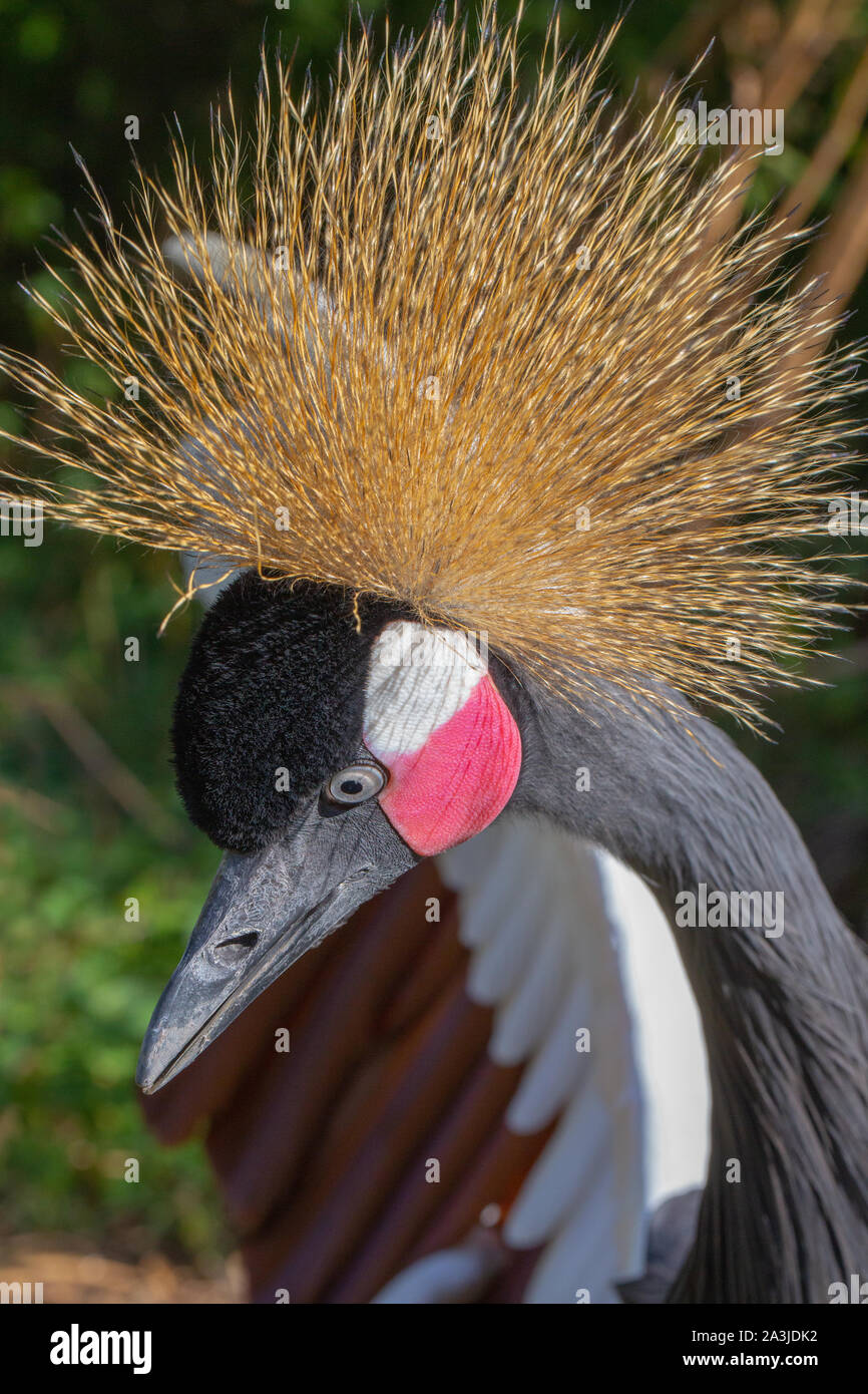 Nero Crowned Crane (Balearica pavonina). Curioso. Close up della testa, corona o cresta, sollevata in anticipo. Foto Stock