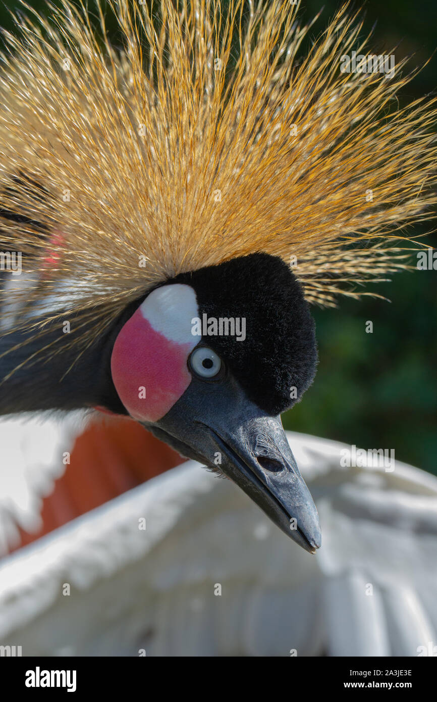 Nero Crowned Crane (Balearica pavonina). Bianco su rosso guancia patch identificare questa specie da sud e da est africano (B. regulorum). Foto Stock