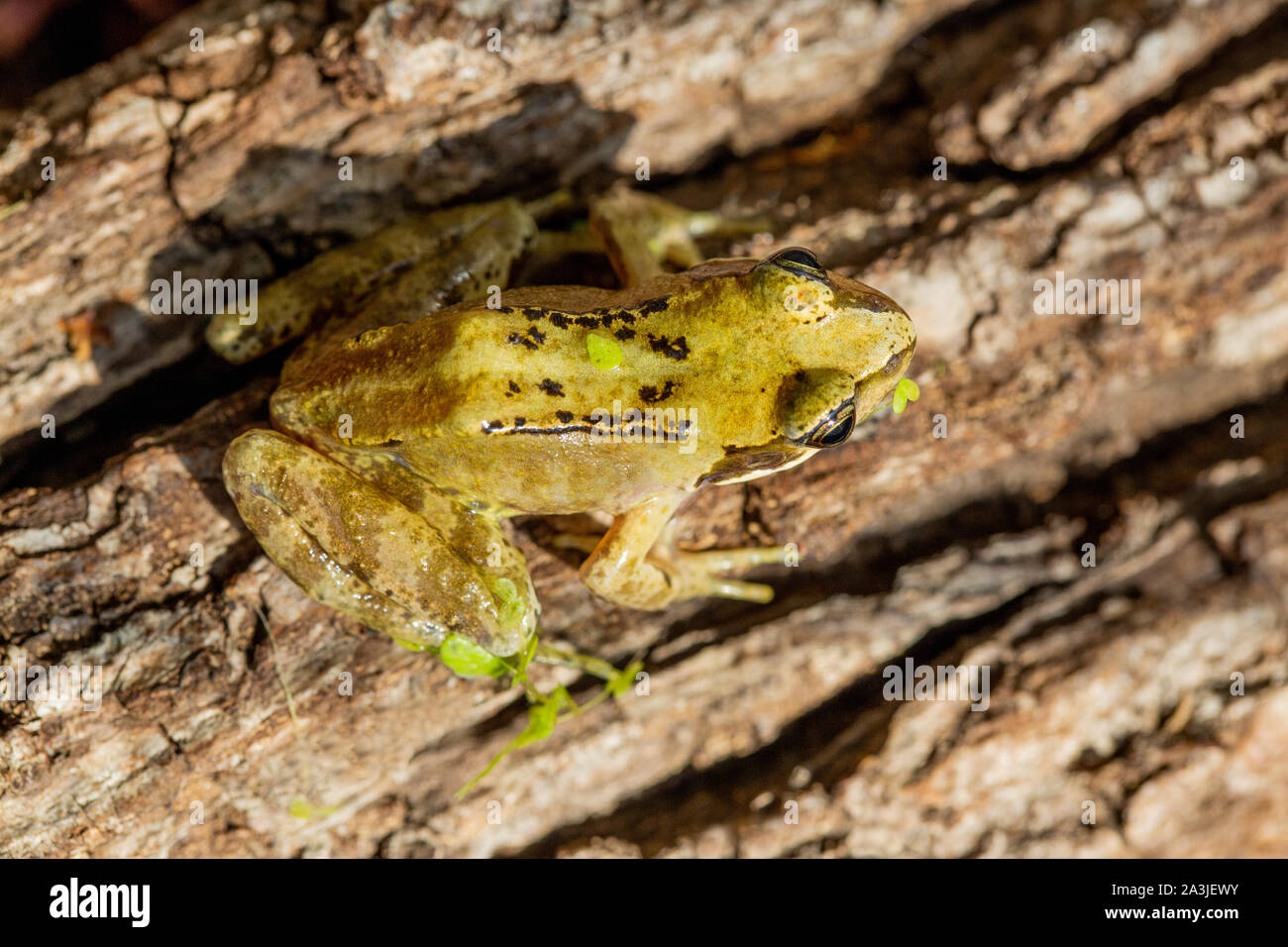 Rana comune (Rana temporaria). Un individuo con un pallido giallo centrale linea dorsale, reminiscenza di Pelophylax sp. eg P. lessonae e P. esculentus. Foto Stock