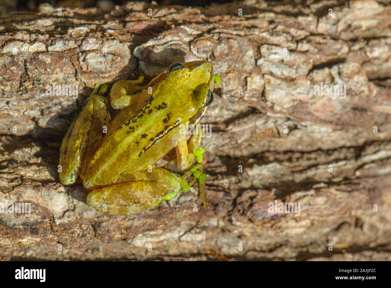 Rana comune (Rana temporaria). Suggerimento di un pallido giallo verde dorsale striscia intermedia che ricorda alcuni Pelophylax sp. ad es. P. lessonae e esculentus. Foto Stock