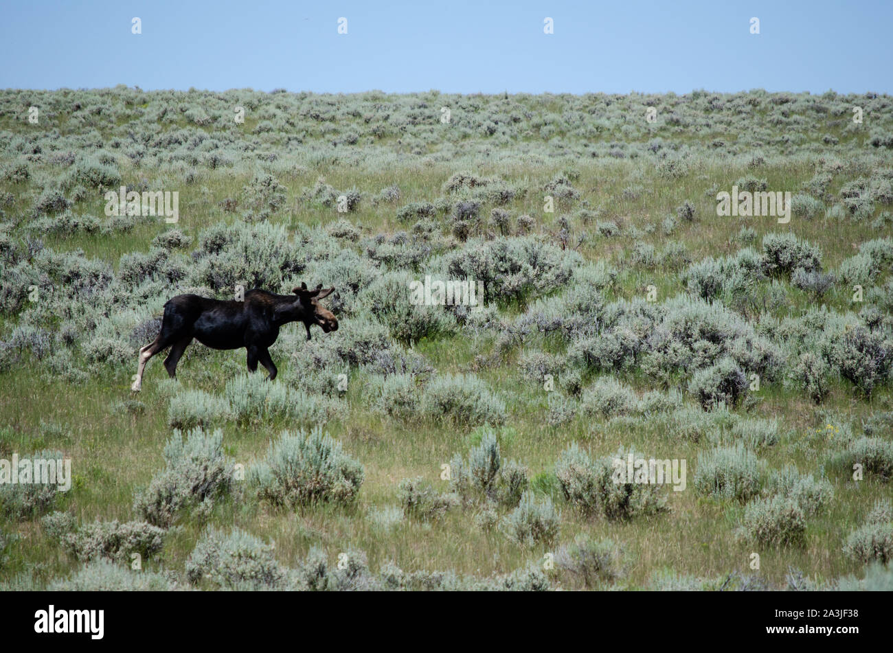 Maschio di alci in Utah Foto Stock