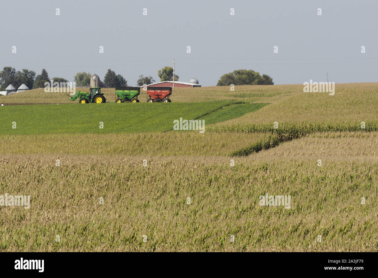 Centro Sioux, IOWA, USA. 8 Ott, 2019. Un trattore e due carri attendere per scaricare una tramoggia della mietitrebbia come gli agricoltori iniziano il loro raccolto di soia nei campi per i conservatori della contea di Sioux, Martedì, Ottobre 8, 2019 si trova vicino al centro di Sioux, Iowa. Un allevatore locale ha detto che ha 1.100 acri alla mietitrebbia e la situazione tariffaria con la Cina ha reso ogni giorno un roller coaster. In aggiunta, pioggia e bufere di neve sono previsioni per northwest Iowa per Venerdì, Ottobre 11, che potrebbe impostare di nuovo gli agricoltori già avvio tardivo. Credito: Jerry Mennenga/ZUMA filo/Alamy Live News Foto Stock