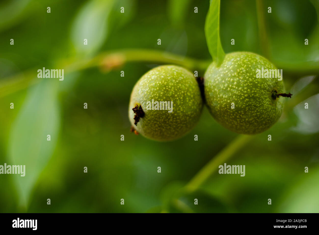 Noci verdi organiche grezze sull'albero Foto Stock