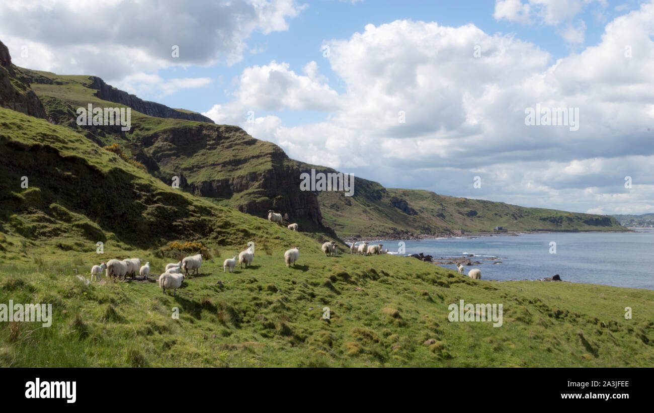 Pecore sul sentiero costiero, costa Nord della Contea di Antrim, Irlanda del Nord Foto Stock