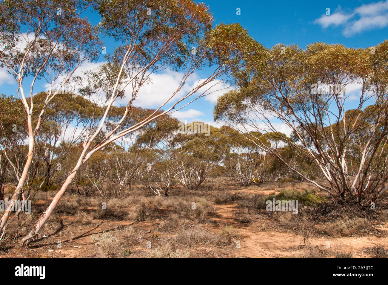 Semi-arido foresta Mallee accanto al Sturt Highway (NSW) tra Robinvale e Mildura (Victoria), Australia Foto Stock
