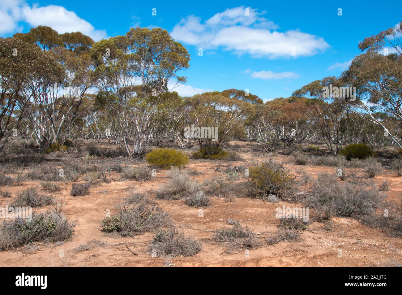 Semi-arido foresta Mallee accanto al Sturt Highway (NSW) tra Robinvale e Mildura (Victoria), Australia Foto Stock