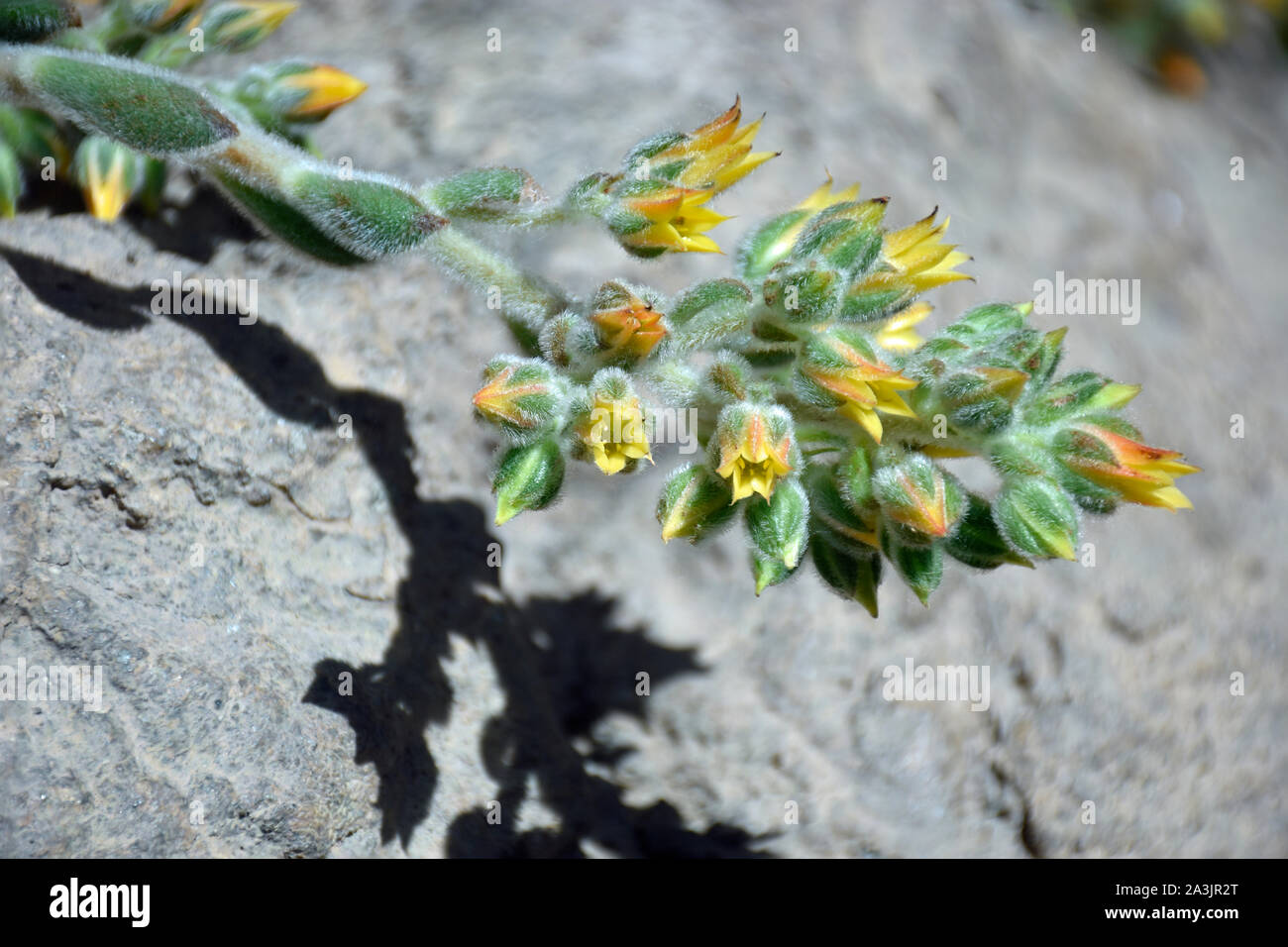 Blooming Echeveria galline e pulcini di piante succulente al Desert Botanical Garden in New Mexico Foto Stock