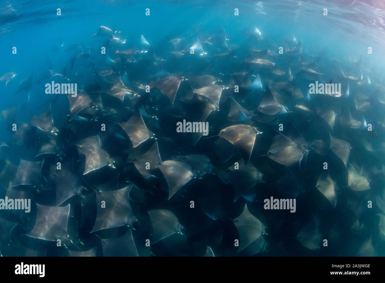 Molto grande scuola di mobula raggi, mobula munkiana, durante l'aggregazione annuale di questi animali nel Mare di Cortes, Baja California, Messico. Foto Stock