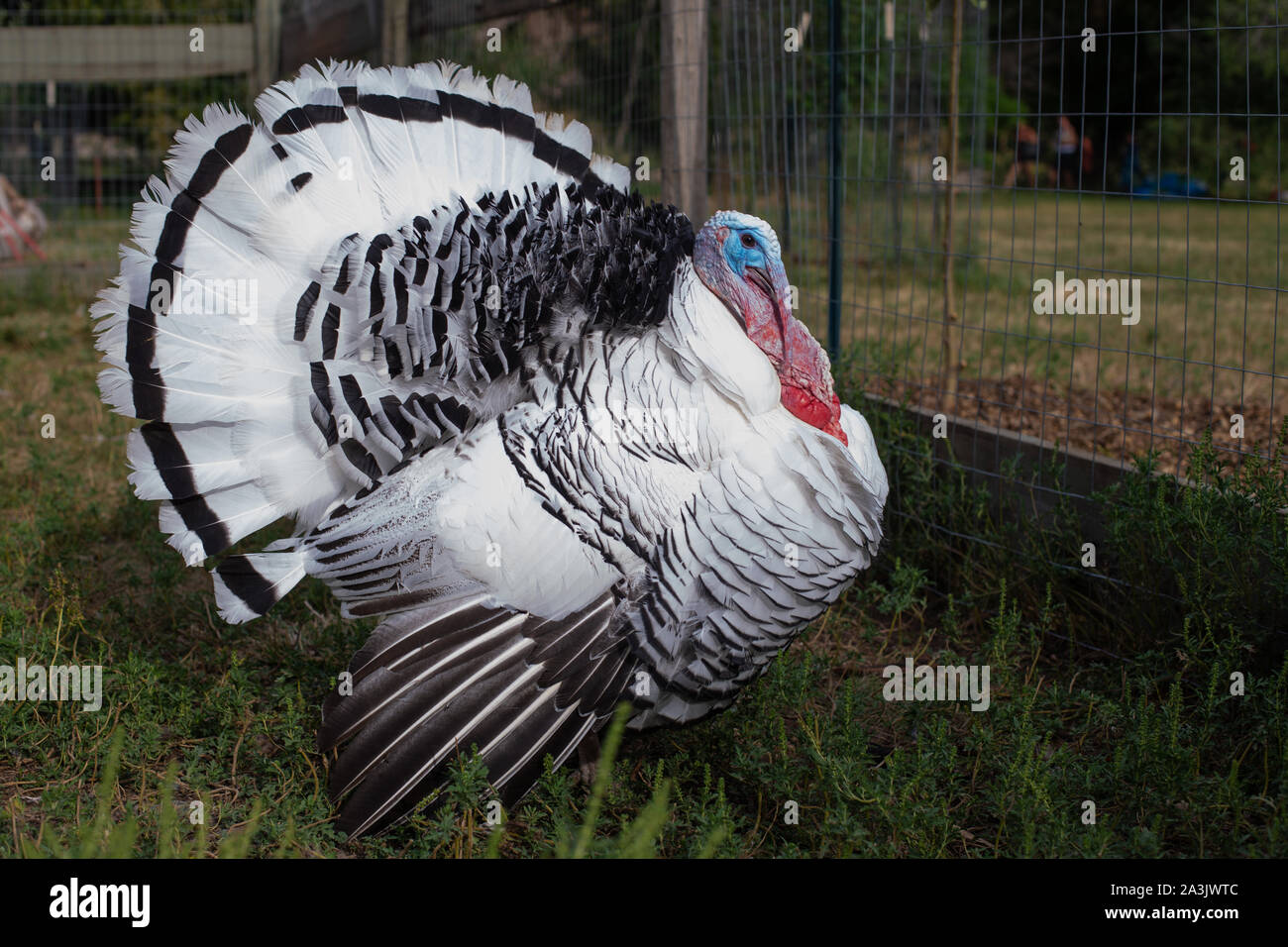 La Turchia bianca peluria le sue piume in una penna Foto Stock
