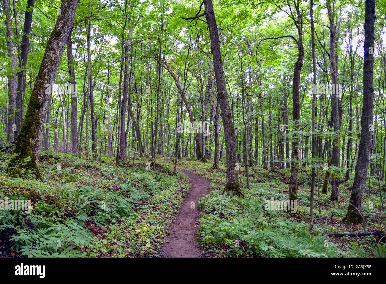 Escursionismo nel Michigan settentrionale nella splendida foresta Foto Stock