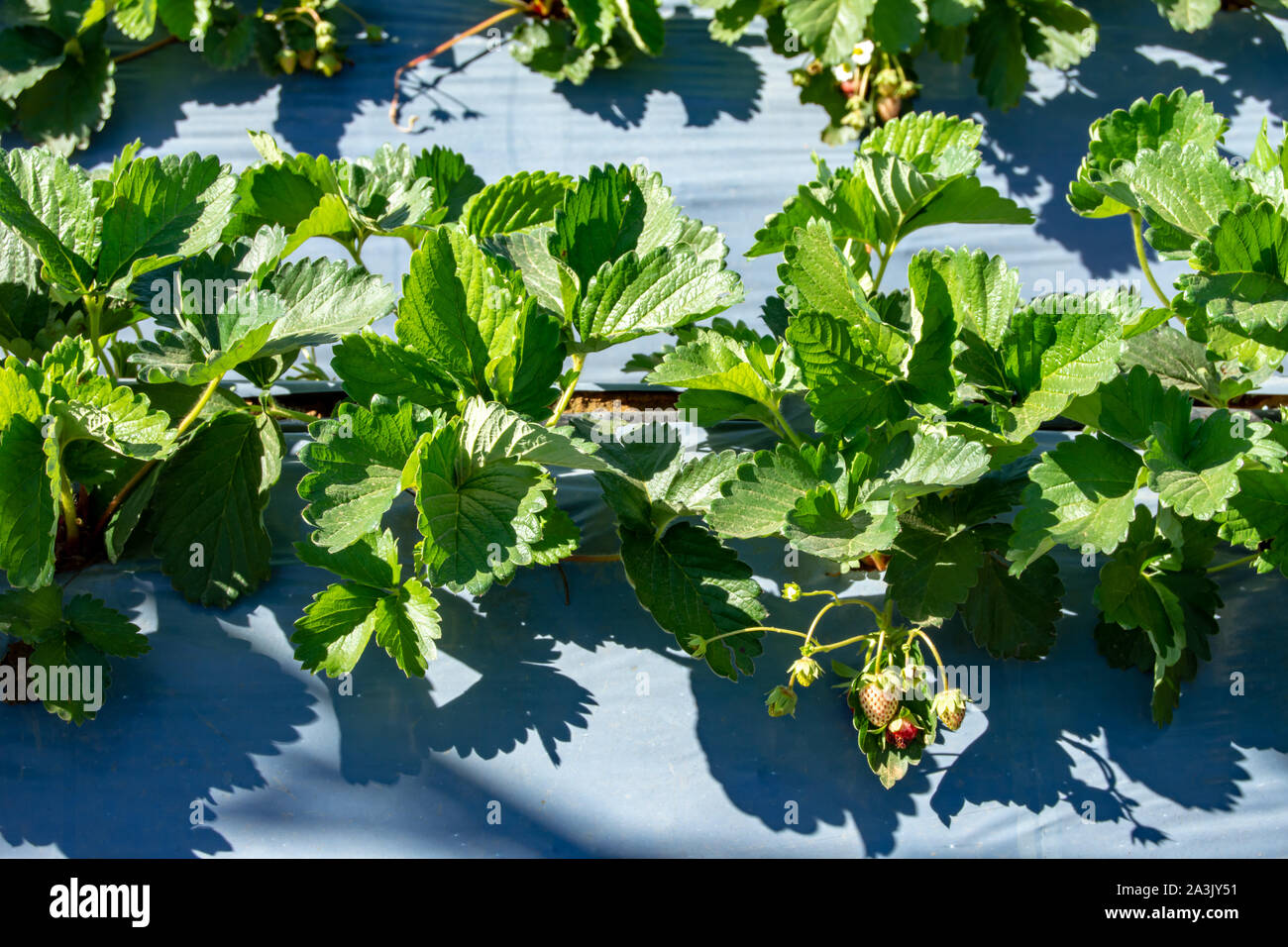 Strawberry Farm che è la produttività. Foto Stock