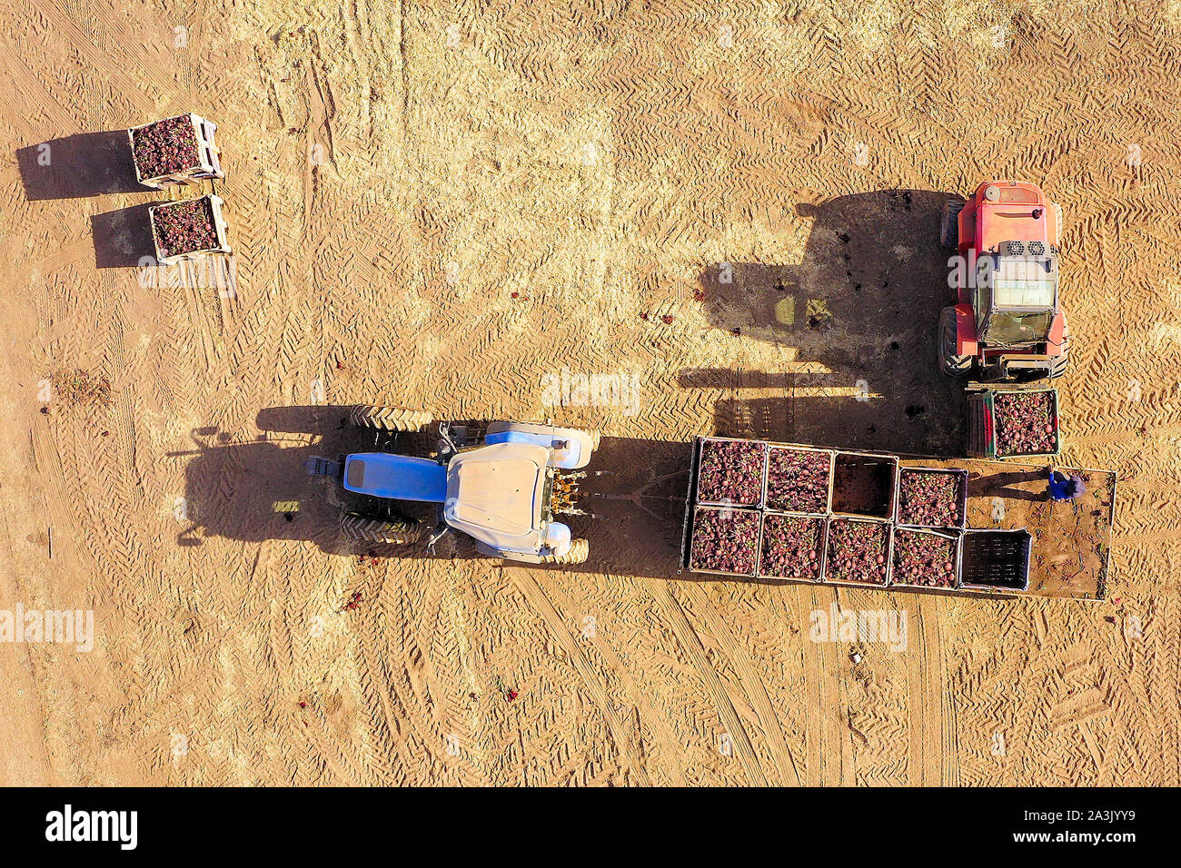 Pallet di sollevamento carrelli rossi caricati sulla parte superiore con radice di barbabietola viola raccolta fresca, immagine aerea dall'alto verso il basso. Foto Stock