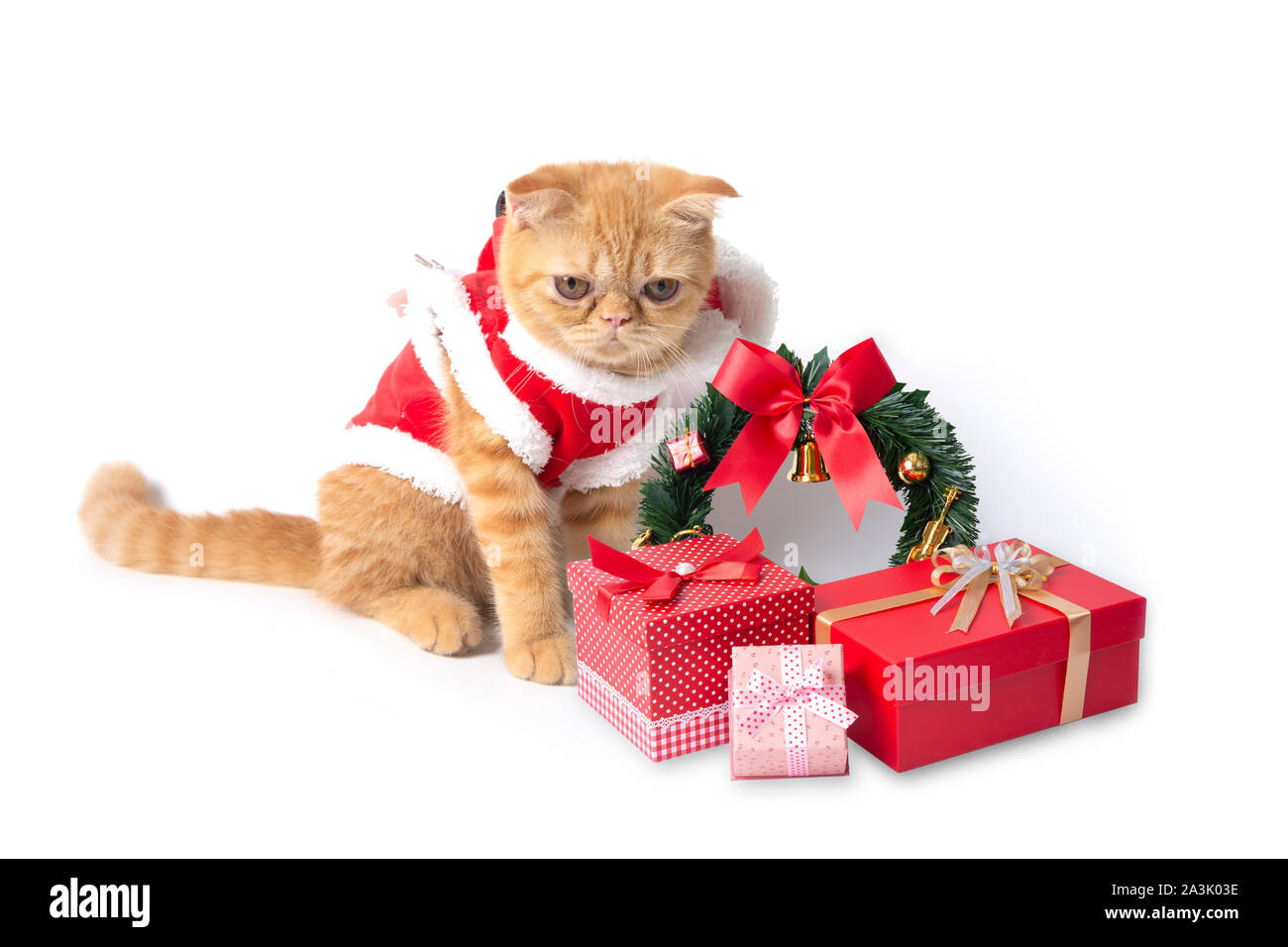 Piccolo gatto rosso da indossare santa claus suit con confezioni regalo su sfondo bianco. Foto Stock